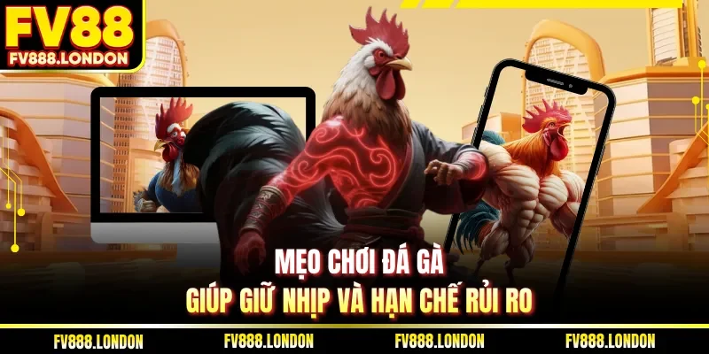 Mẹo chơi đá gà giúp giữ nhịp và hạn chế rủi ro