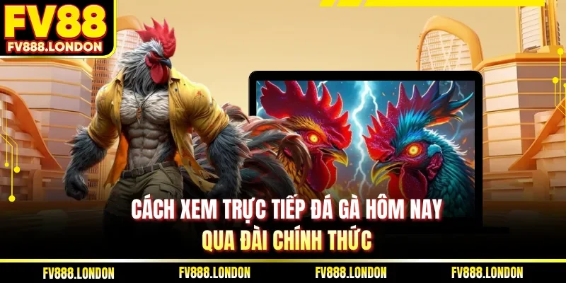 Cách xem trực tiếp đá gà hôm nay qua đài chính thức