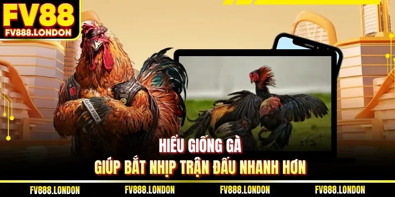 Hiểu giống gà giúp bắt nhịp trận đấu nhanh hơn